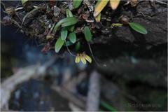 Bulbophyllum fischeri